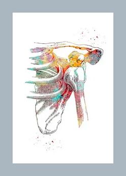 Poboljšanje mikrocirkulacije u tkivima zglobova i mišića